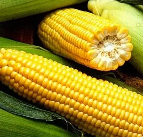 Суперсладкая кукуруза: основные правила выращивания