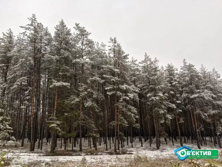 Облрада не дозволила рубати дерева у лісгоспі Чугуївщини