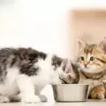 Корм Monge для котят