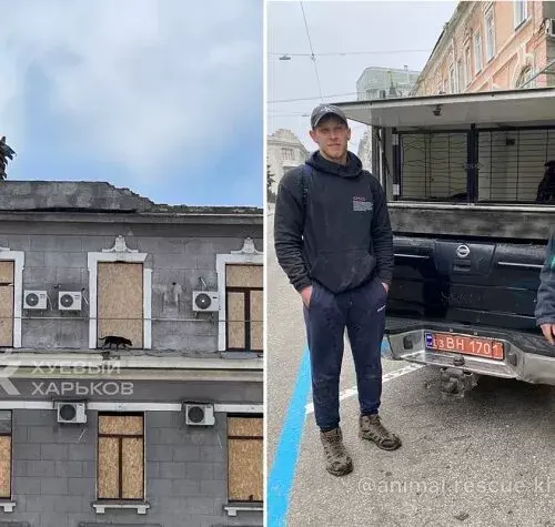 В Харкові з даху зруйнованої будівлі врятували двох собак