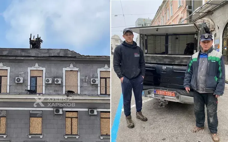 В Харкові з даху зруйнованої будівлі врятували двох собак