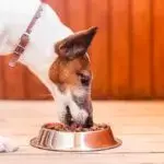 Сухой корм