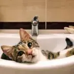 В Чугуєві відключать воду