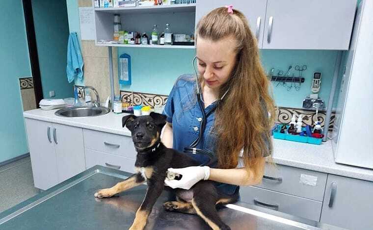 В Чугуєві працюють ветлікарі