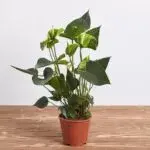 Какие комнатные цветы купить?
