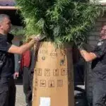 На Чугуївщині виявили конопляну плантацію
