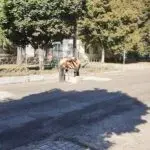 В Чугуївській міськраді назвали вулиці для об’їзду ремонту на Гвардійській