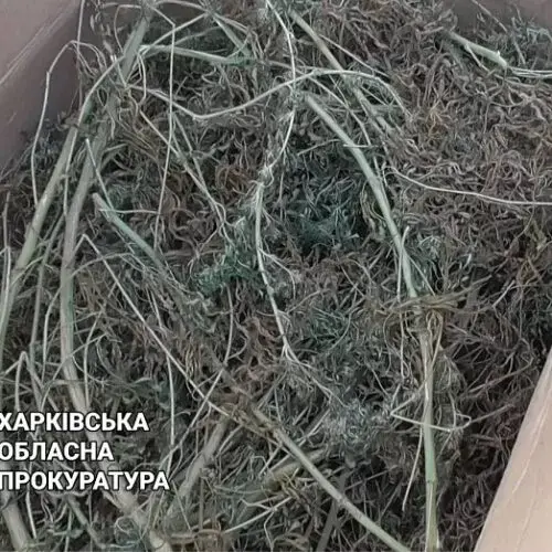 Мешканця Чугуївщини засудили за коноплю і вибухівку вдома