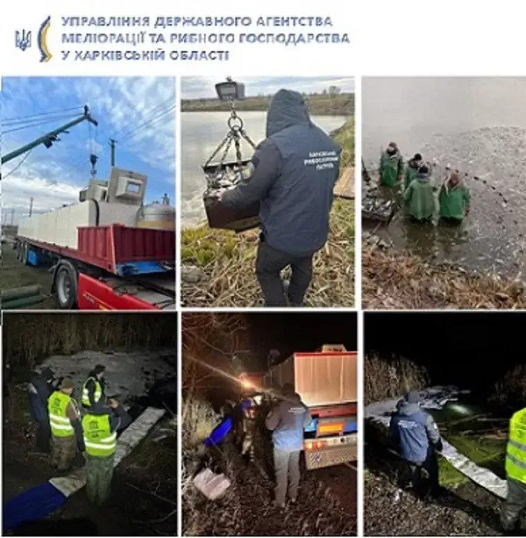 В Печенізьке водосховище запустили рекордну кількість риби