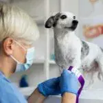 В Печенізенізькій громаді захистять котів і собак від сказу щепленнями