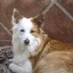В Старому Салтові відловлюватимуть безхатніх тварин