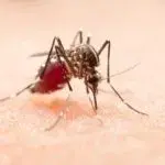 Як захиститись від комарів: народні засоби від укусів, які відлякують комах