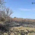 На Харківщині жінка загинула під час спалювання сухостою