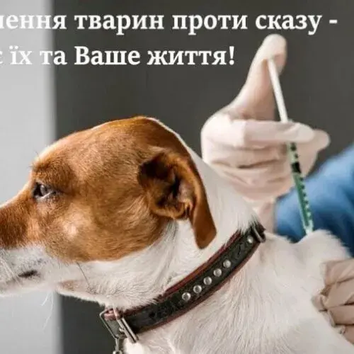 В Чугуєві робитимуть щеплення від сказу собакам і котам