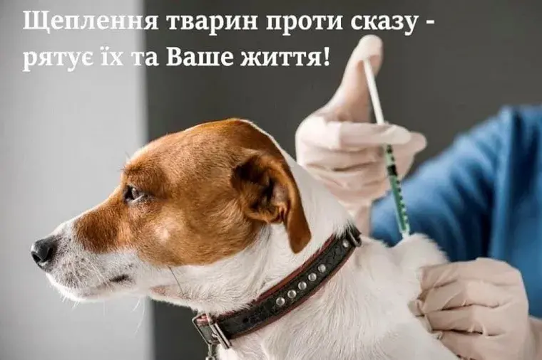 В Чугуєві робитимуть щеплення від сказу собакам і котам