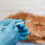 В Чугуєві щепитимуть котів і собак від сказу