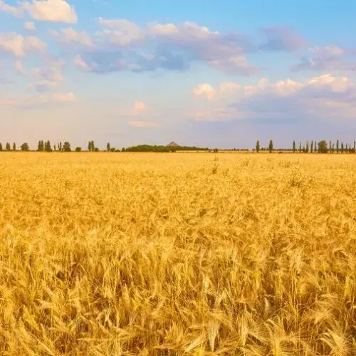 У Вовчанській громаді сільгоспземлі на 5 мільярдів повернули державі: причини
