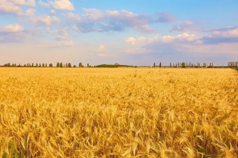 У Вовчанській громаді сільгоспземлі на 5 мільярдів повернули державі: причини