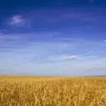 На Чугуївщині завершується посівна: скільки і чого посадили