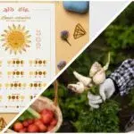 Посівний календар на липень 2024 року: коли саджати, прополювати або обробляти рослини