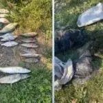Поблизу Чугуєва затримали рибалку-браконьєра