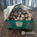 Вирублені дерева