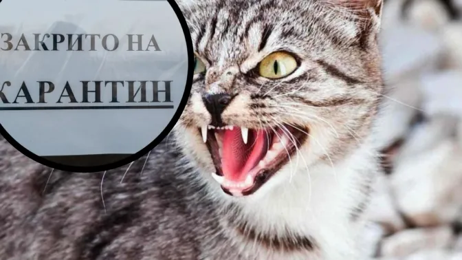 Небезпечний вірус у Пісочинській громаді: після укусу кота жінці призначили лікування
