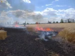 Знищені поля пшениці