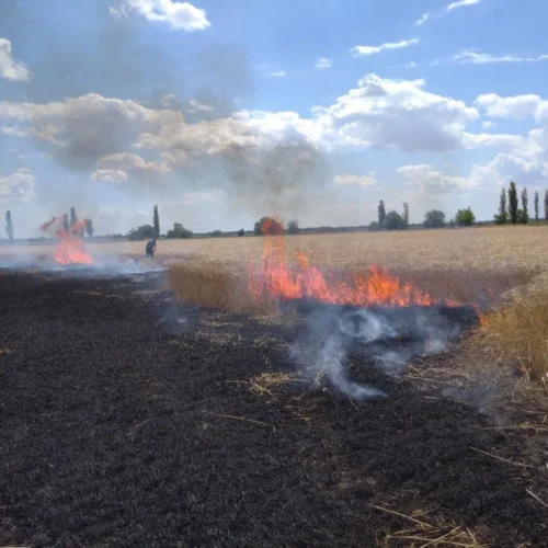 Російський безпілотник підпалив поле пшениці на Чугуївщині: вогонь охопив 12 гектарів