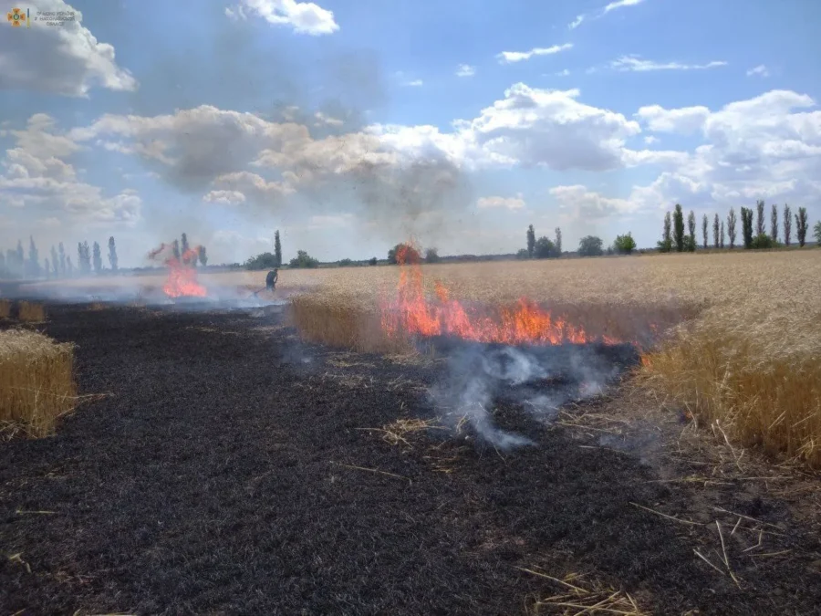 Російський безпілотник підпалив поле пшениці на Чугуївщині: вогонь охопив 12 гектарів