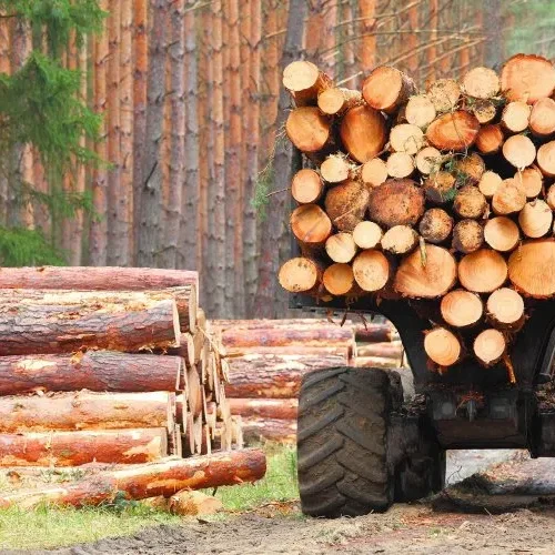 Через обстріли РФ на Харківщині заблоковано вивезення понад 1200 кубометрів деревини