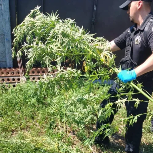 Спрятать не удалось: дрон помог полиции обнаружить коноплю на Чугуевщине