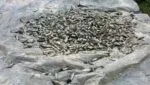 В Харьковской области полиция раскрыла новые детали массовой гибели рыбы