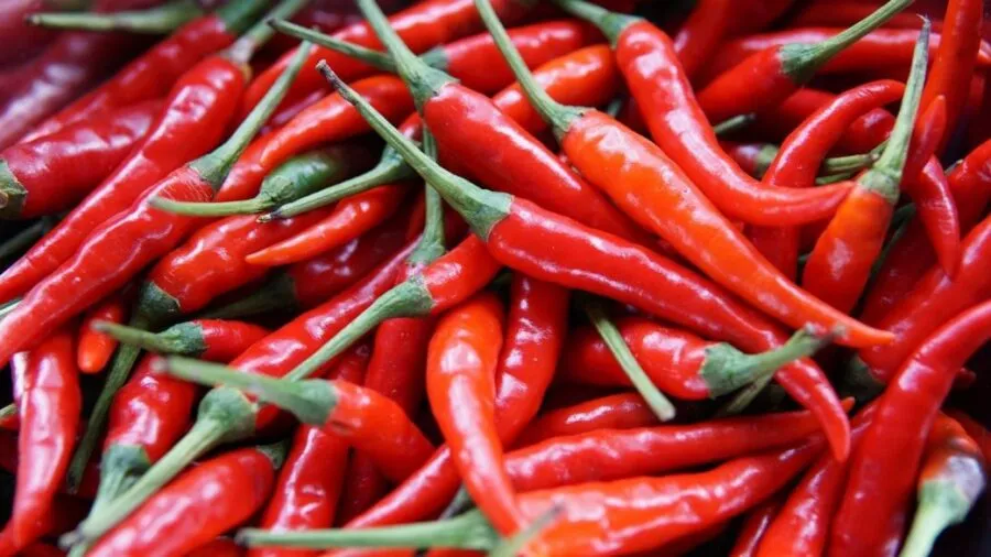 Корисні властивості перцю чилі: як використовувати пекучий продукт