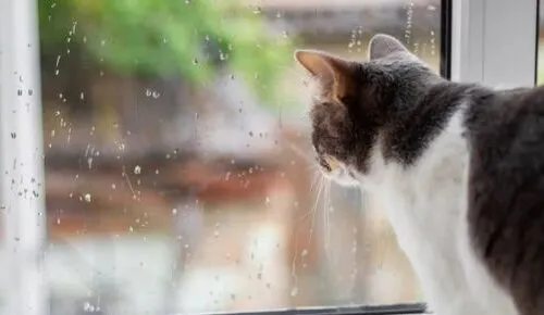 Какая погода ожидается в Харькове 20 октября без осадков